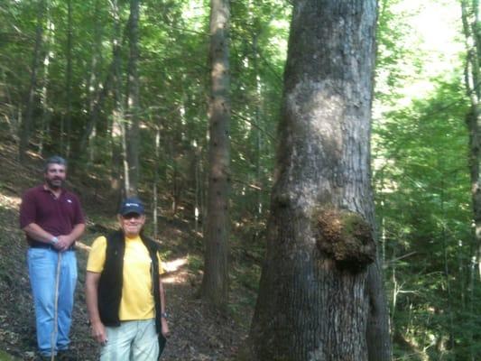 Hemlock that is 2" shy of state record.