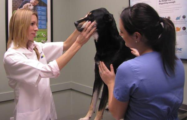 Vet Dog Wellness Exam