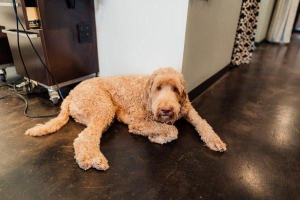 The salon dog, Bear.