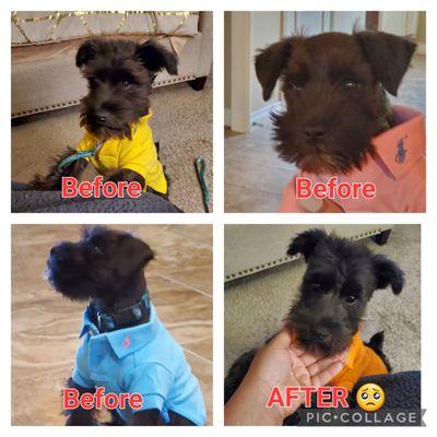 The "after" photo is a result of being groomed at this PetSmart. Do NOT take your pet to be groomed here. The Management is piss poor also.