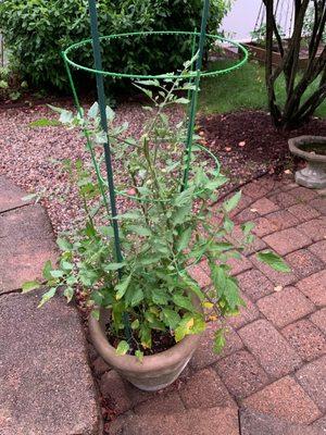 One of our two new Cherry Tomato towers!