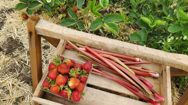 Calvin Lutz Farms