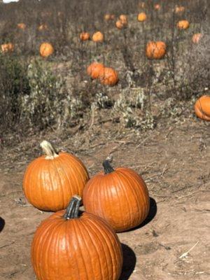 More pumpkins.