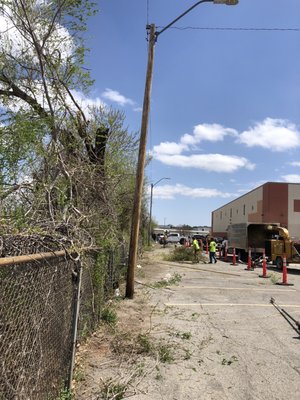 Property line clearing.