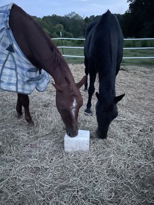 Guardian Hearts Equine Defenders