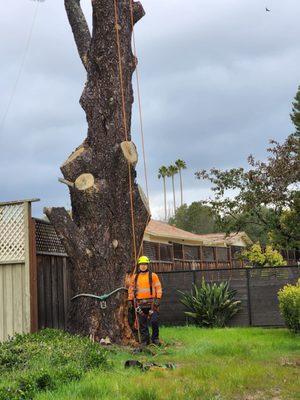 Edgar's Tree Service & Landscape