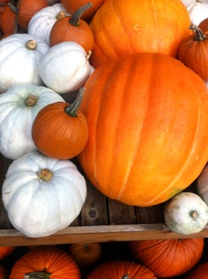 White & Orange pumpkins!