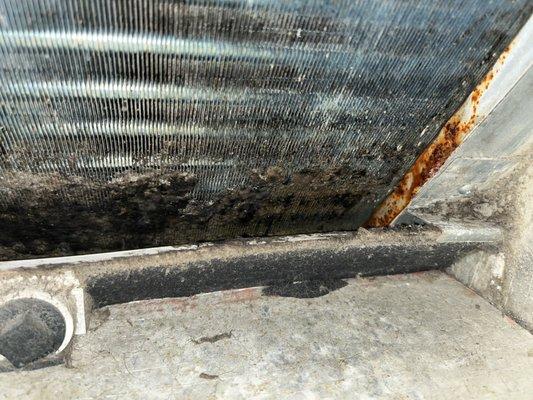 Mold in the vent system, after maintenance "cleaned" it