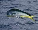 Nice Dolphin chasing a trolling lure.