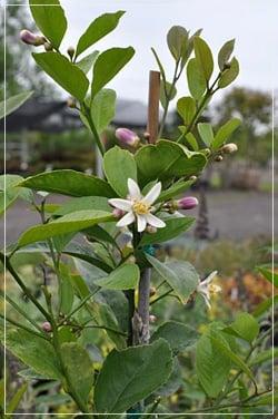 Meyer Lemon blossom