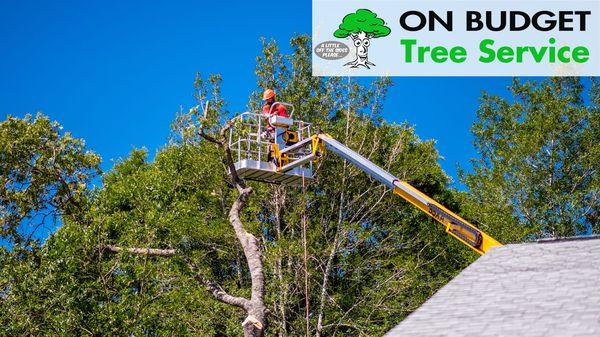 Ocala's Top Tree Removal Service, call today for a free quote!