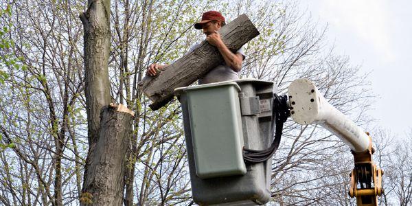 Tree Removal in Simpsonville, SC