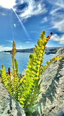 ferns growing between the coastal rocks