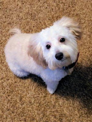 So handsome!!! He was so relaxed after his amazing "spa day" :) Thank you Groomingdells!!!