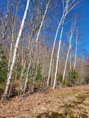 Rare birch stand among the hard wood.