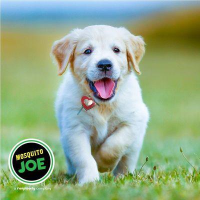 We help prevent heartworm and lyme disease in your pets