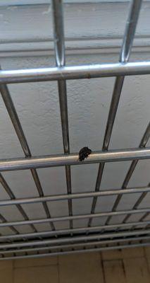 Poop left on kennel door.