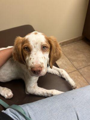 Stansbury Animal Hospital