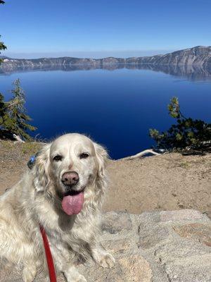 Zelda, European golden retriever