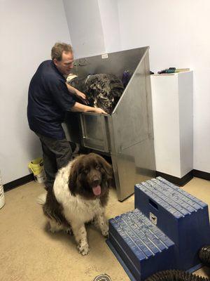 Newfoundlands