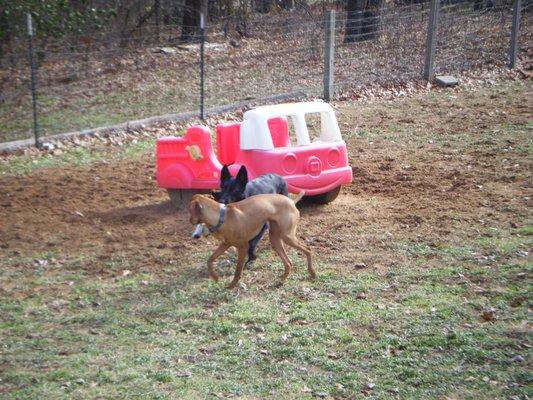 Timber & Sophie playing chase.