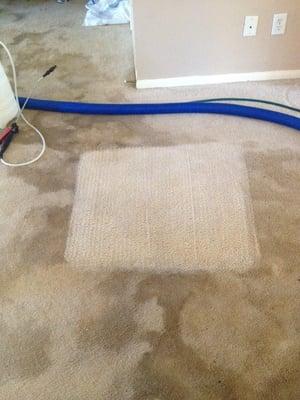 People give up on carpets due to the lacking technology the industry offers,, NO Fear call us