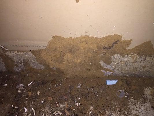 Termite tunnels