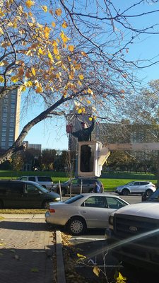 Tree pruning the professional way