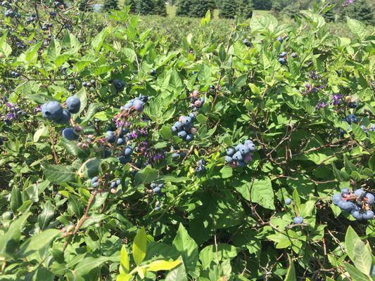 Pick your own blueberries!!