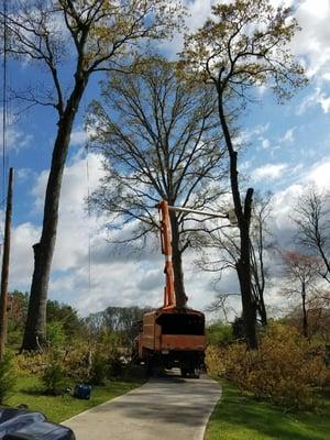 Tree Service