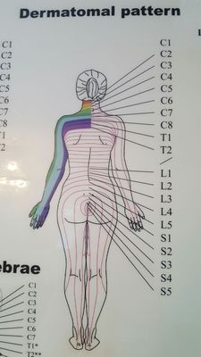 Information on the back, neck and spine posted on the walls of the waiting room. Been here many times in the past.