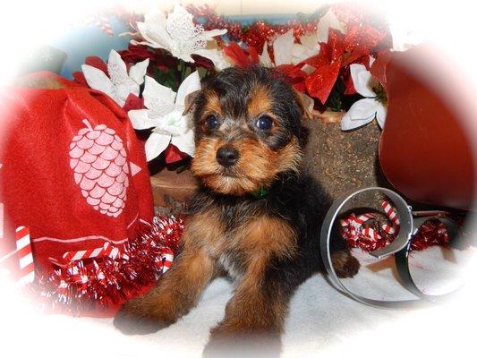 Yorkshire Terrier Puppy