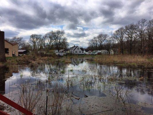 Looking out over the marsh