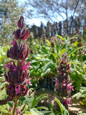 Salvia spathacea "Hummingbird Sage"