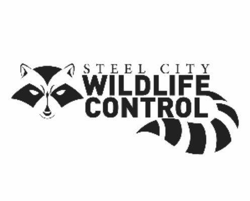 Steel City Wildlife Control