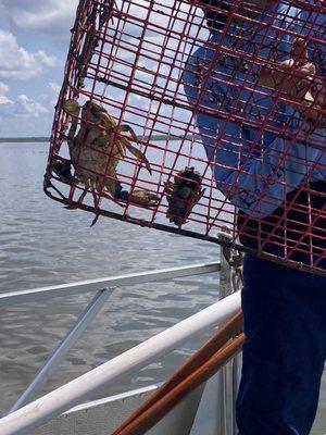 Crabbing