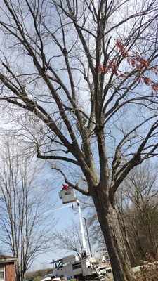 Timberlimb Tree Service