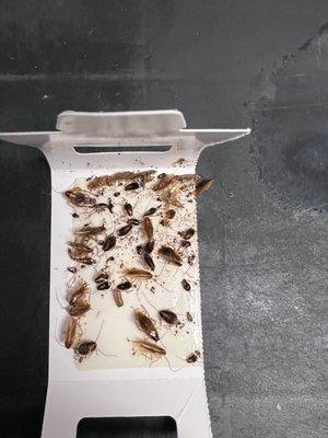 German cockroaches