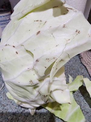 Cabbage with Black running through the whole head making it unusable.