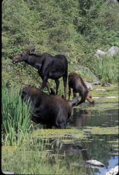 moose family in the pond.