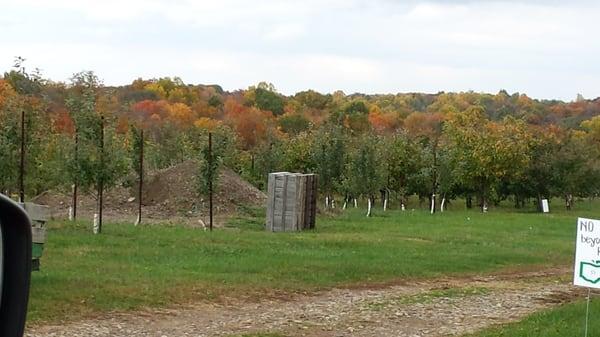 Orchards and deciduous trees