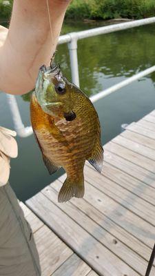 Caught a bluegill!