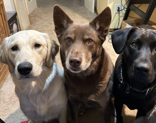 Patiently waiting for their biscuits.