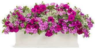 We grow all our Premium annuals on site. Our plants will perform above and beyond your expectations.