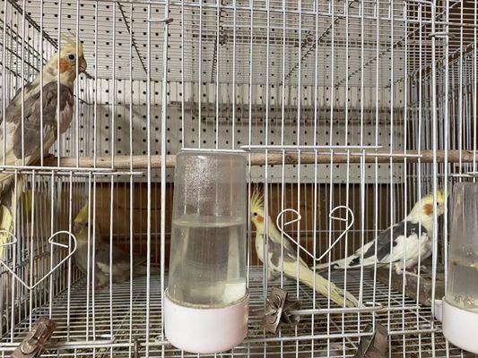 their tails so broken..cage looks so plain and unwelcoming for the birds & their water is piping hot