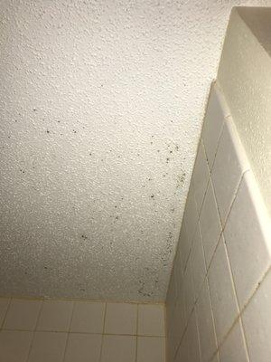 My moldy shower