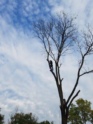 Black walnut removal