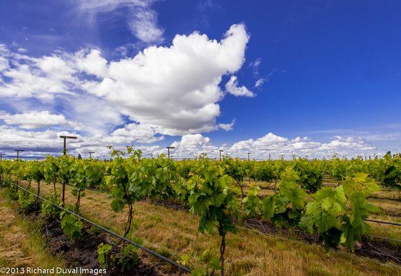 Sconni Block Estate Vineyard, Walla Walla Valley