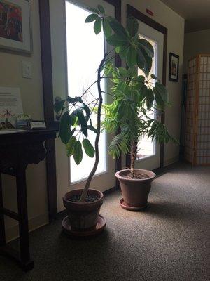 Wells Therapeutics lobby