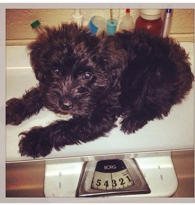 My puppy finally weighing almost 5 pounds! (He was under one pound when we met!) - He's now over 15lbs